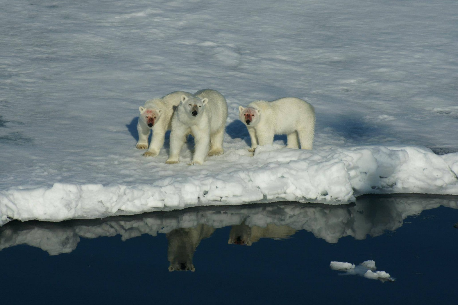 Things You Never Knew About 15 Animals Who Live in the Arctic