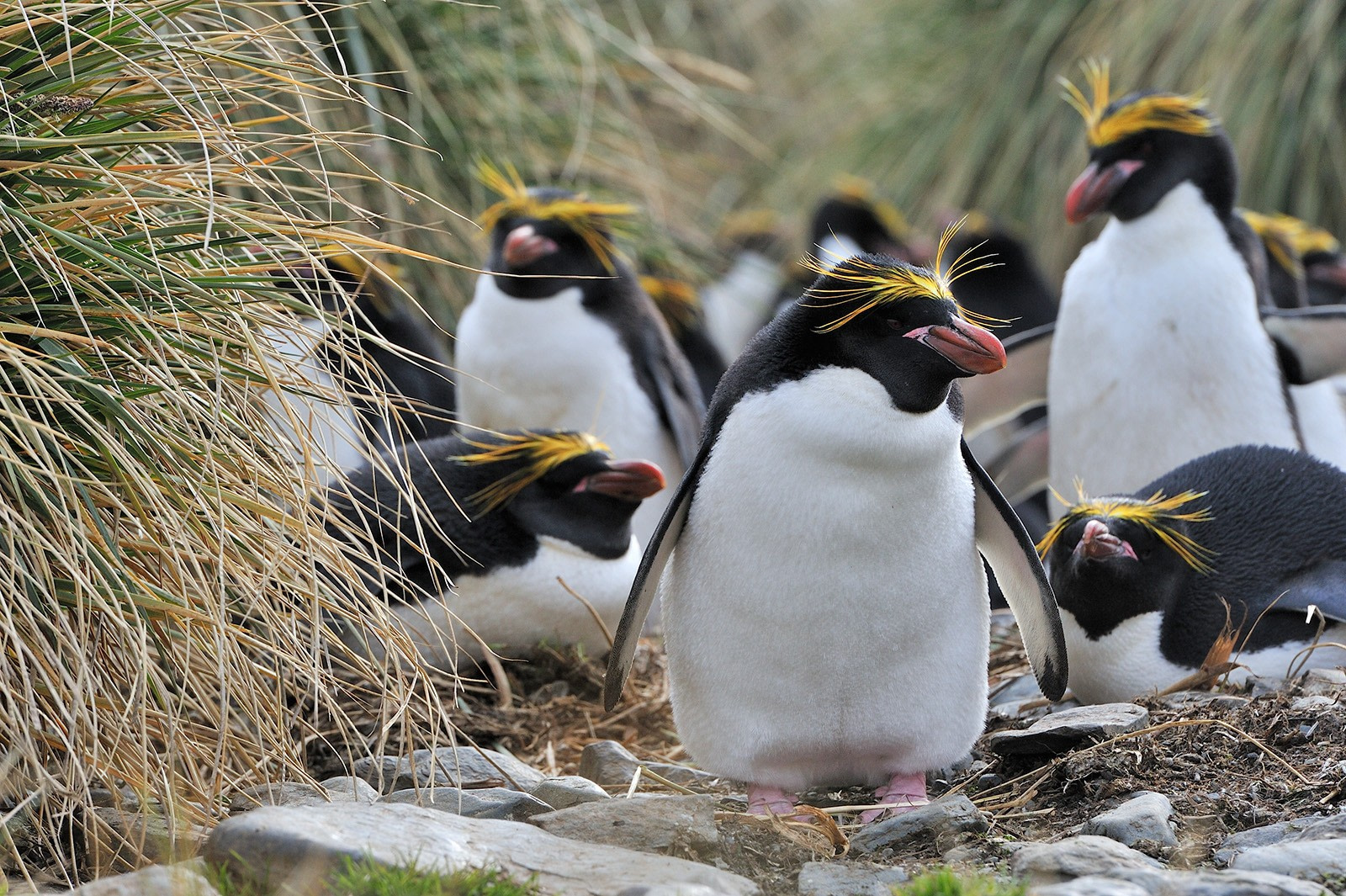 king penguin eating fish