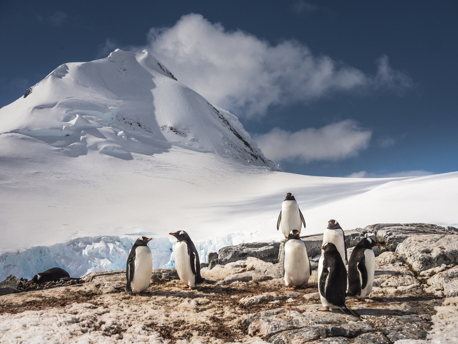 What exists in Antarctica?