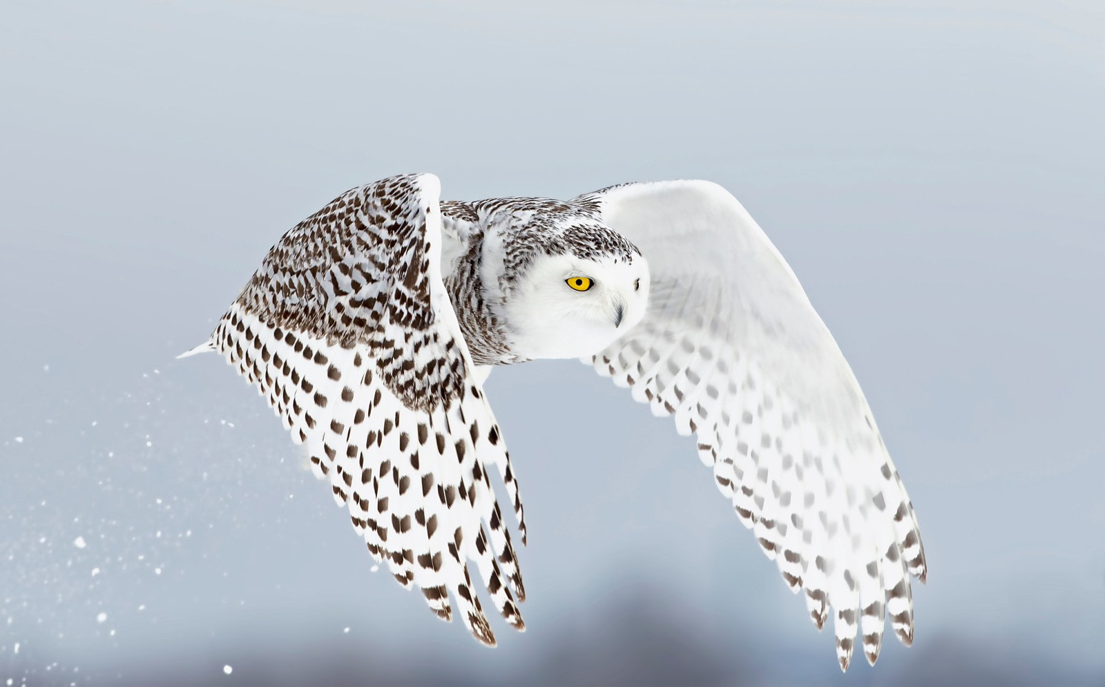 Snowy Owl Flying