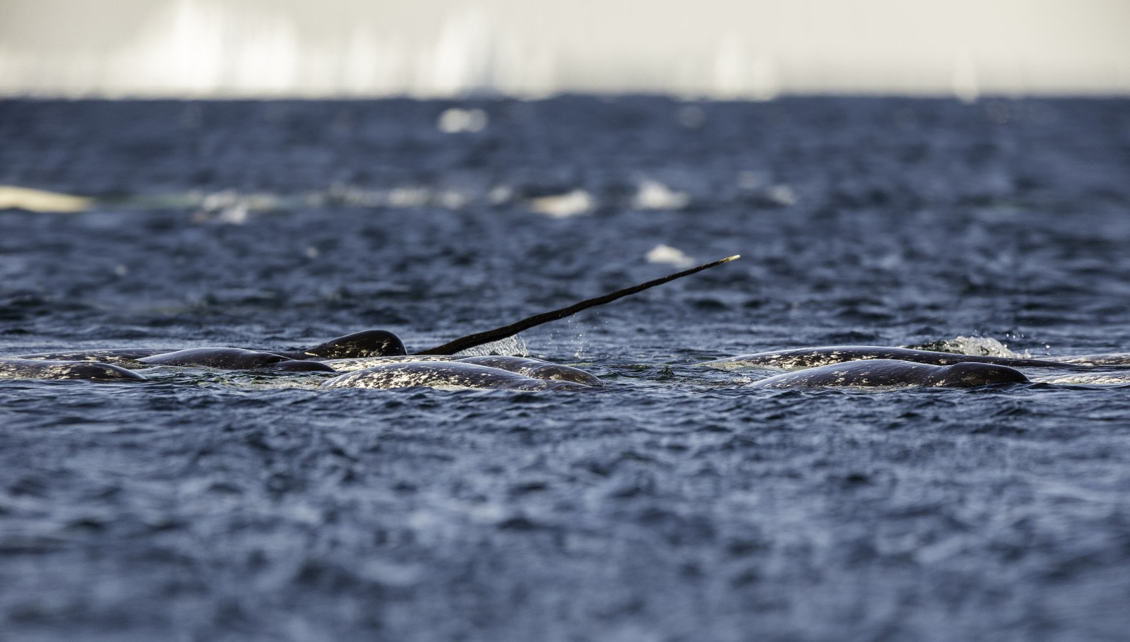 narwhals unicorns of the sea