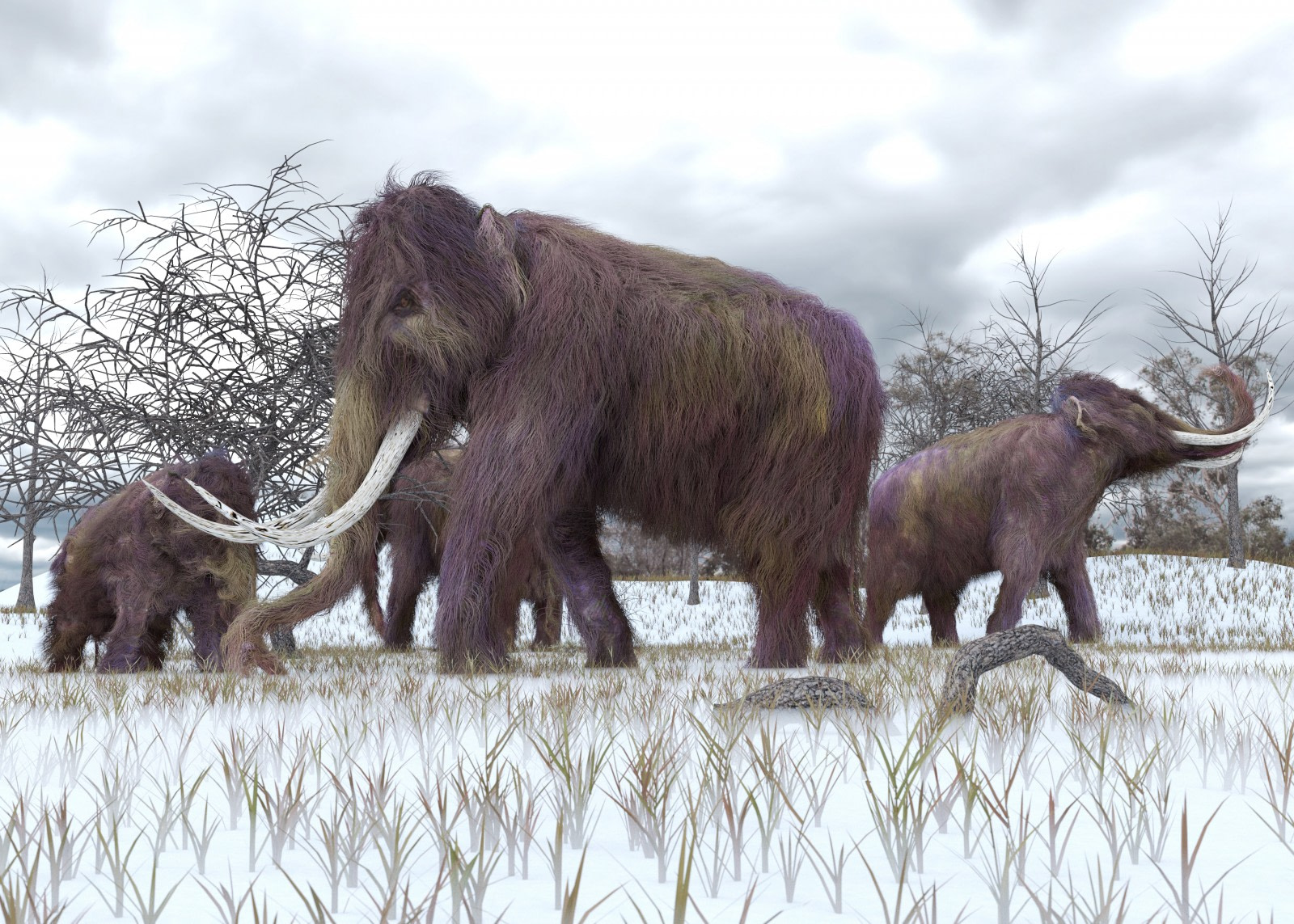 Mammoth found alive woolly Woolly mammoth