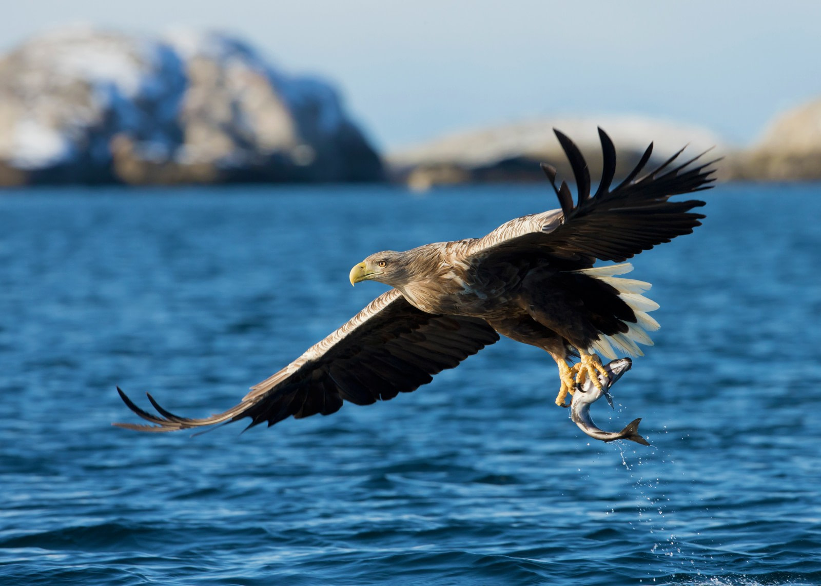 white tailed eagle