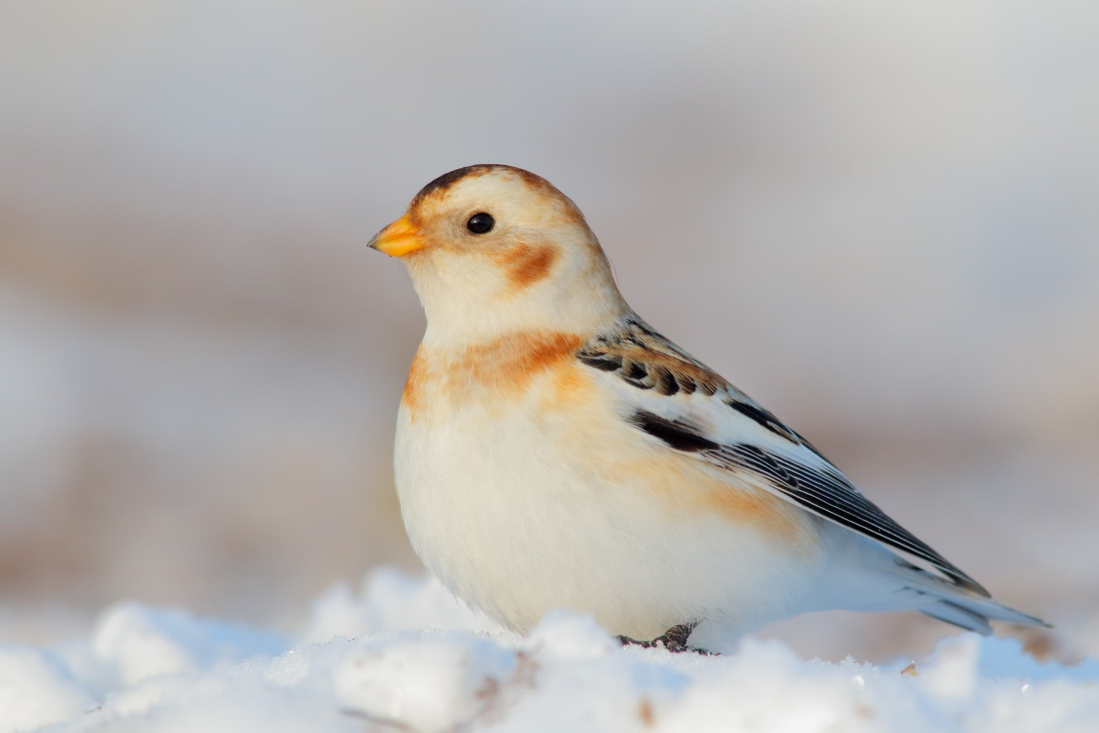 Snow Bunting | Facts, pictures & more about Snow Bunting