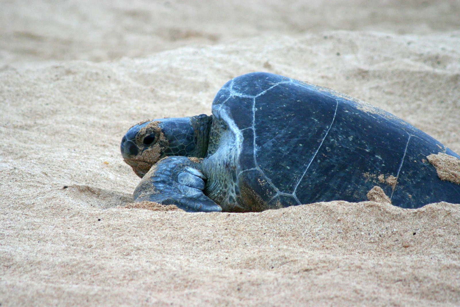 Going Green: Ascension Island Sea Turtles