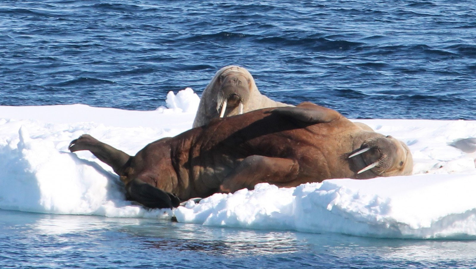 Svalbard's 12 Most Iconic Animals