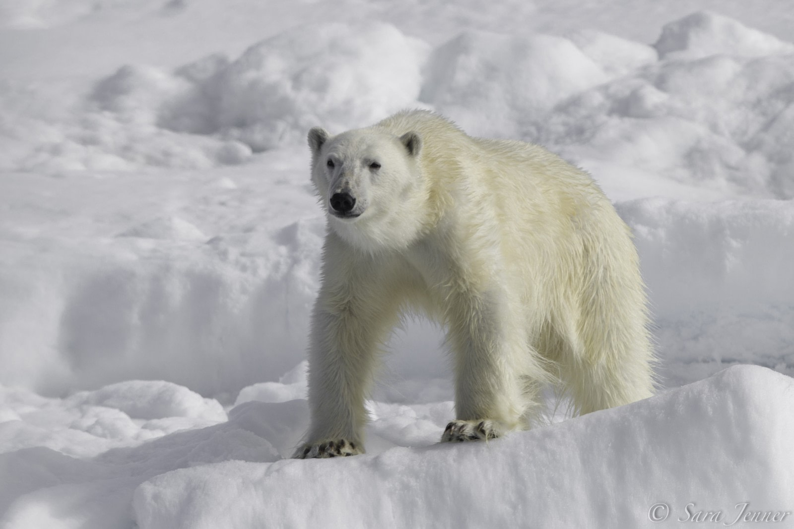 International Polar Bear Day