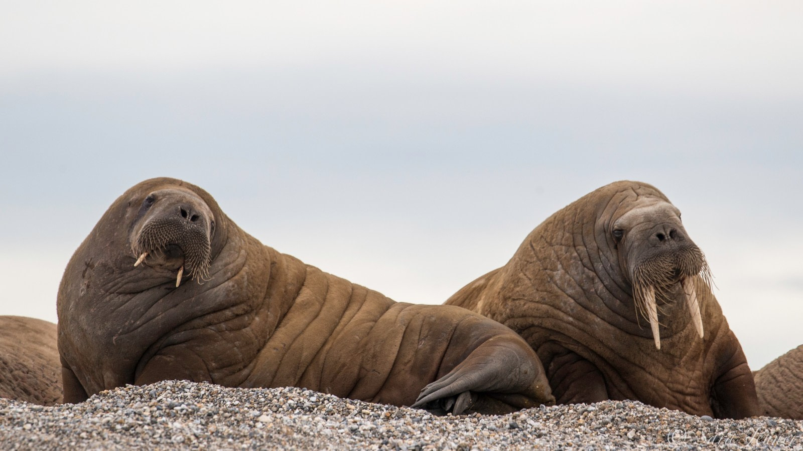 Animals of the Ice: Walruses