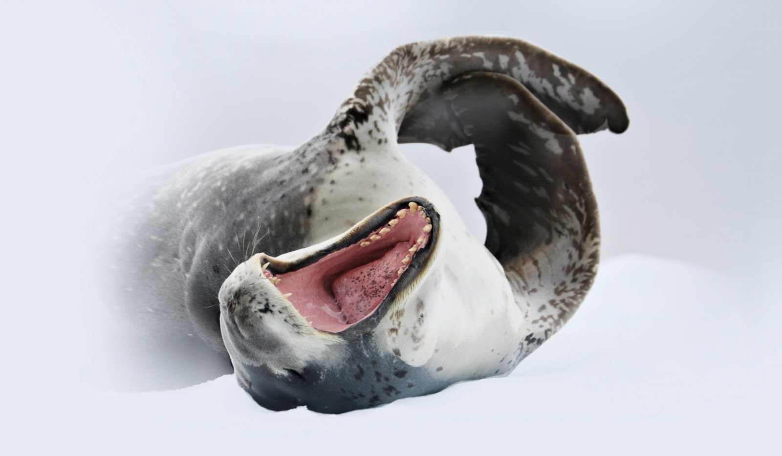 Harp seal tongue