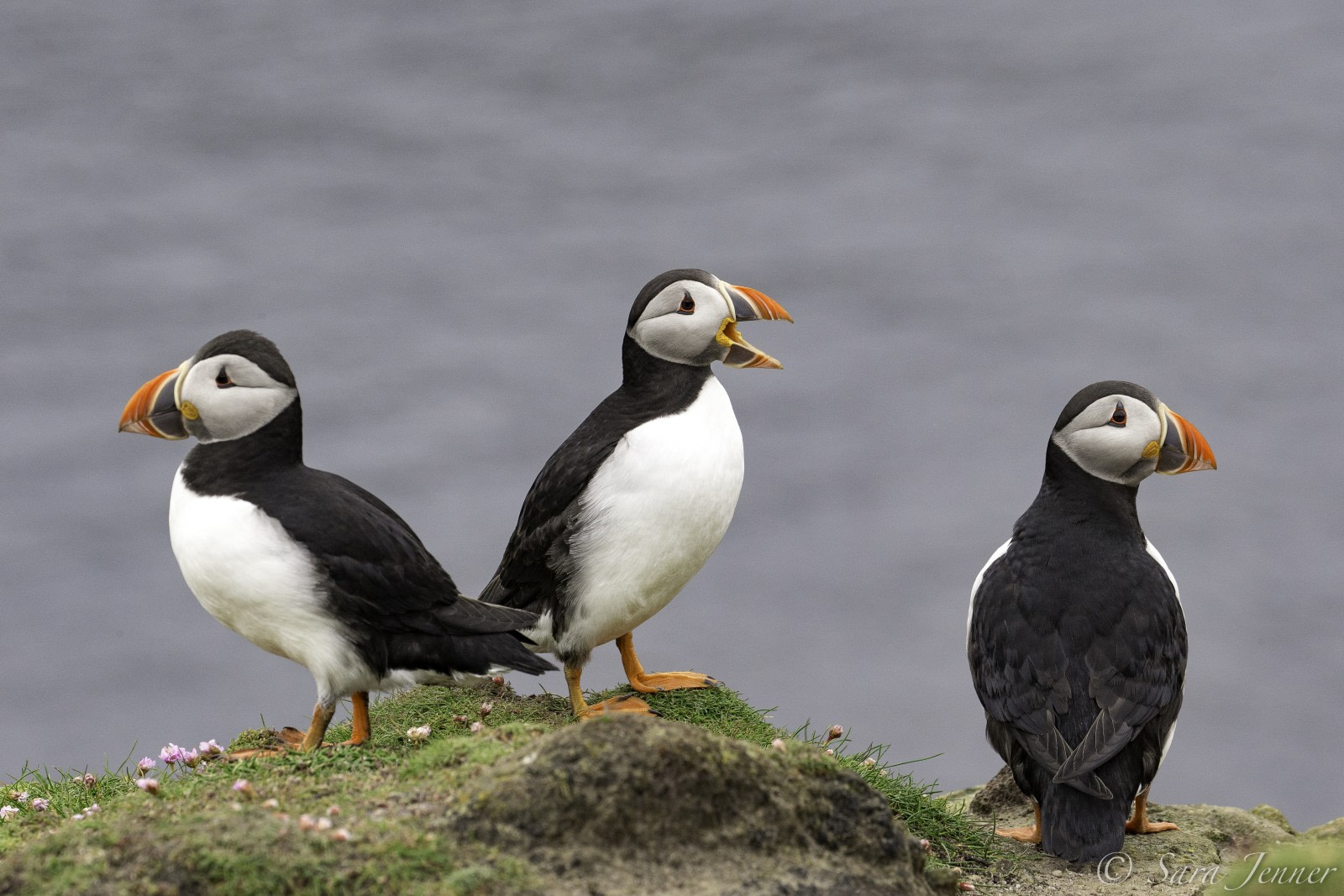 Puffins, Nature