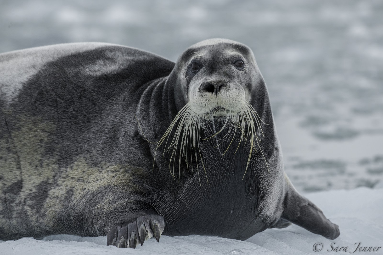 Bearded Seal  Facts, pictures & more about Bearded Seal