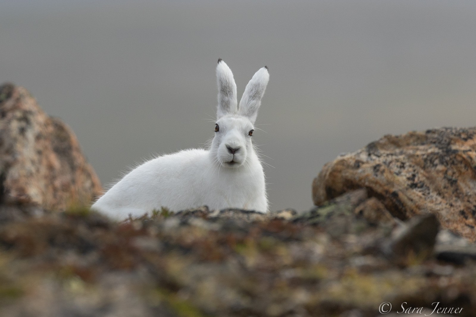 arctic hare food