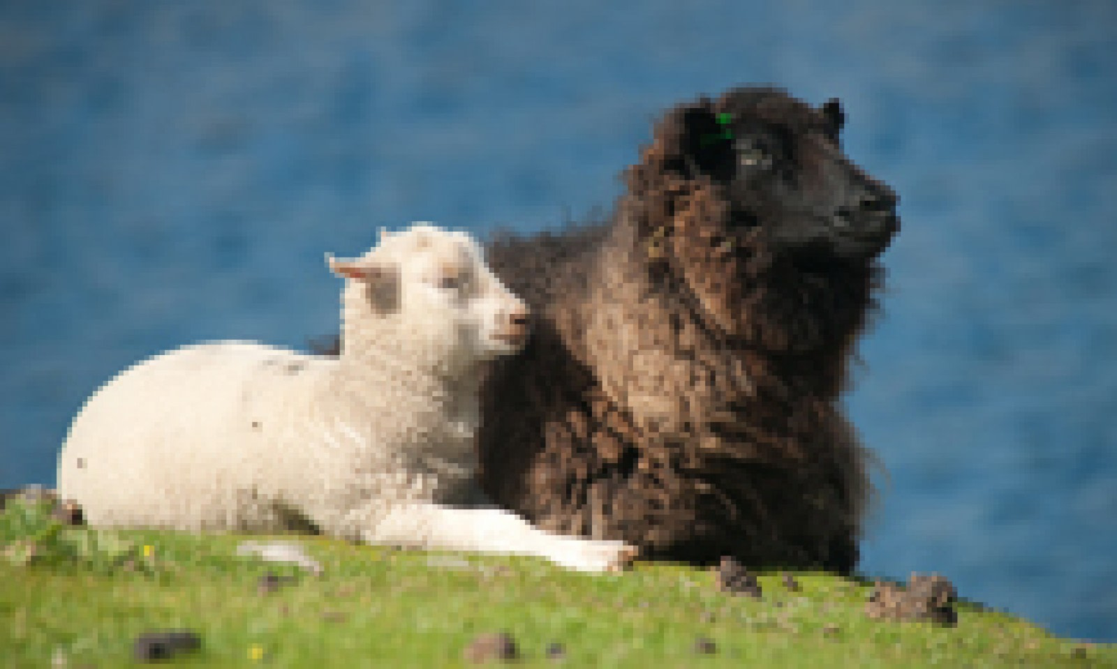 Mother sheep with lamb