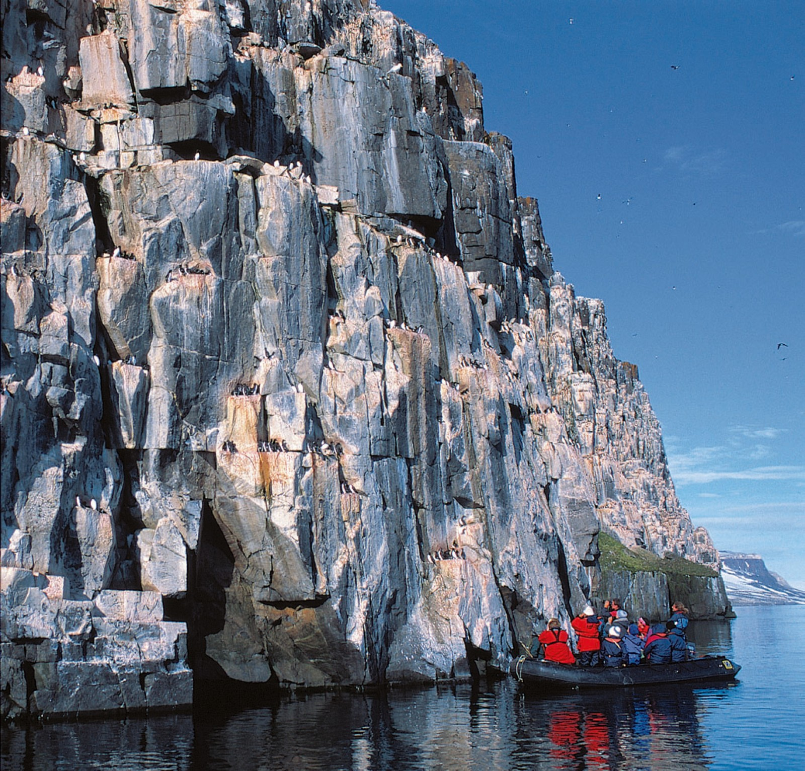 Birds of Spitsbergen