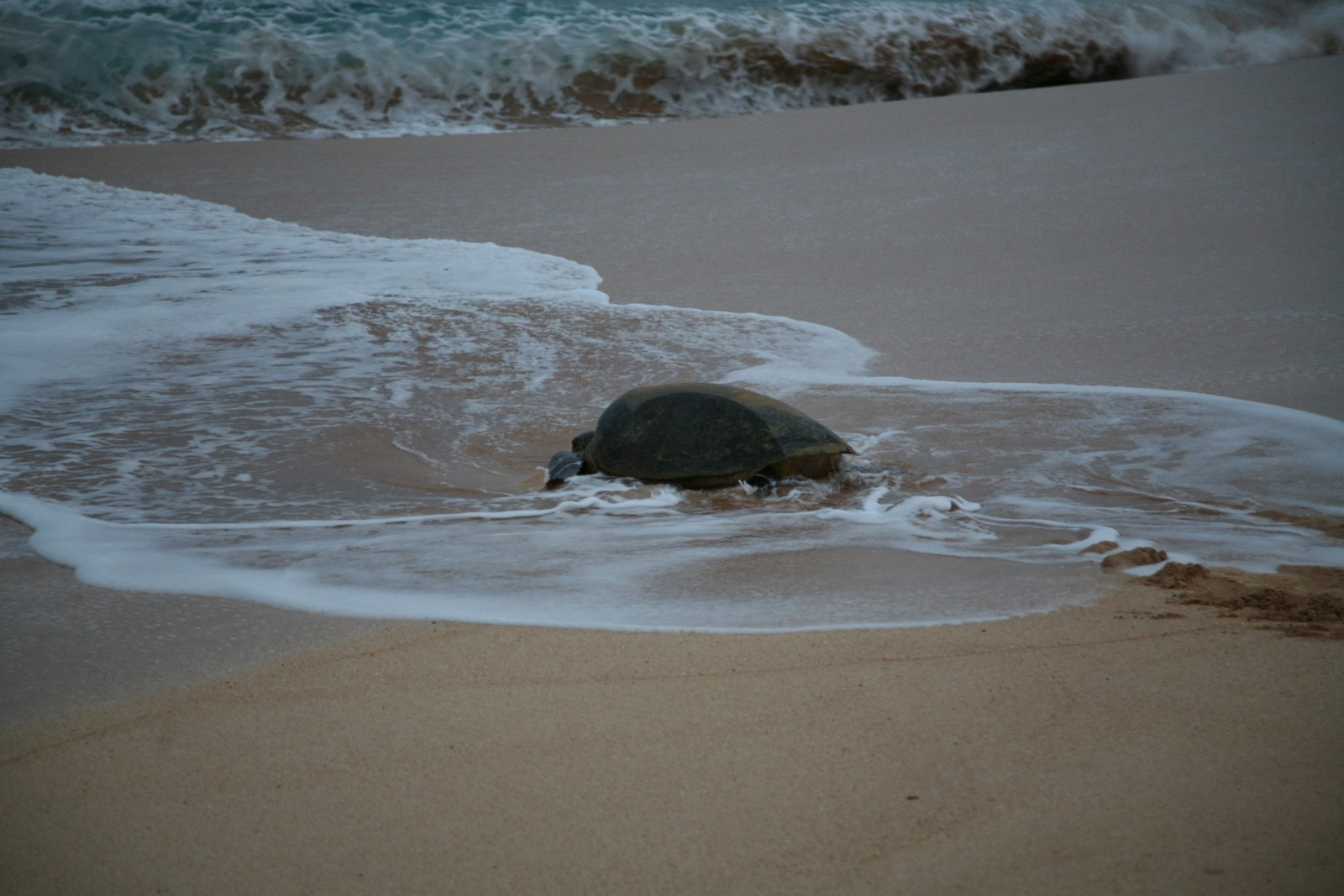 Green Turtles of Ascension Island