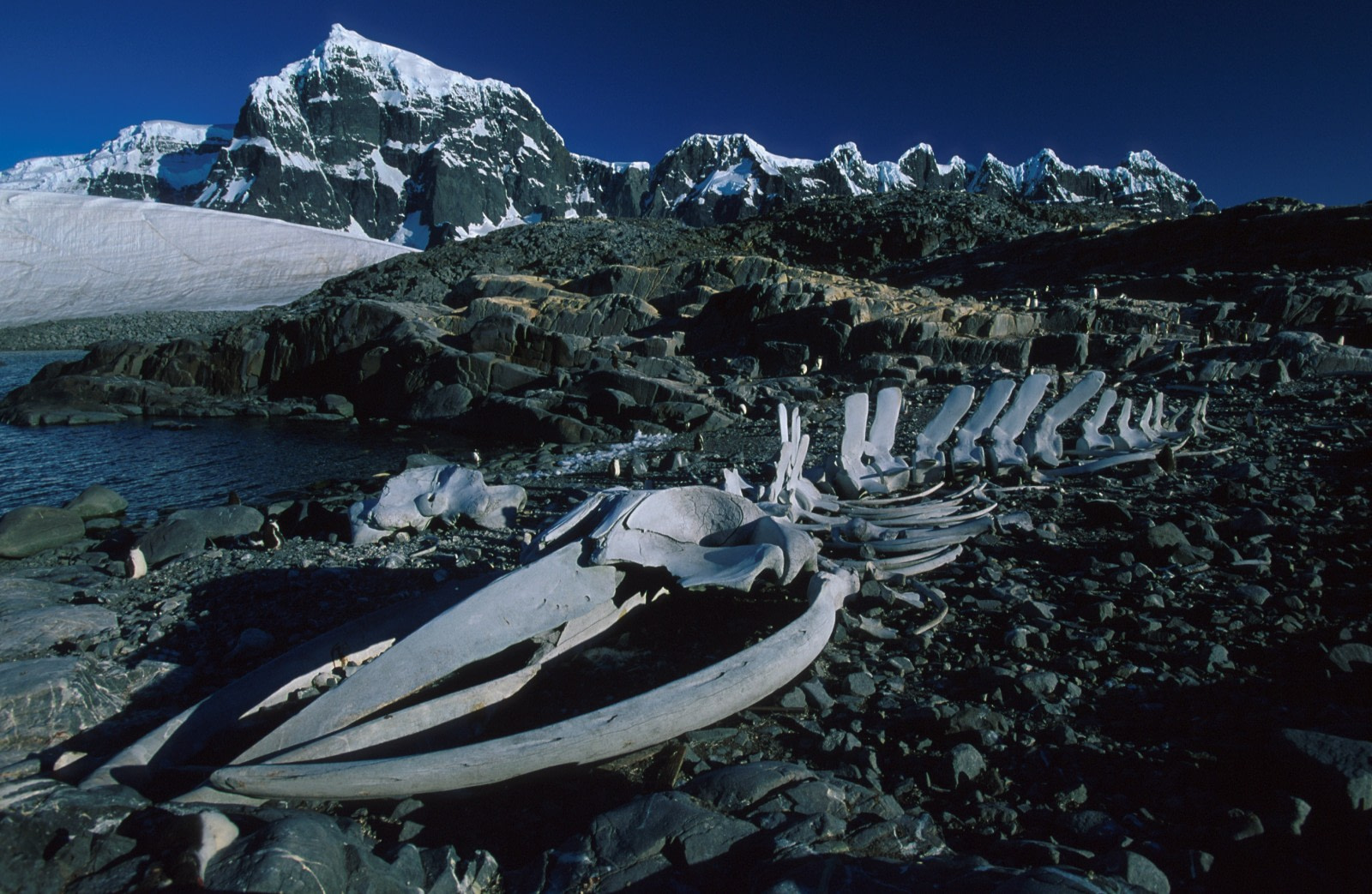 Antarctic Peninsula History