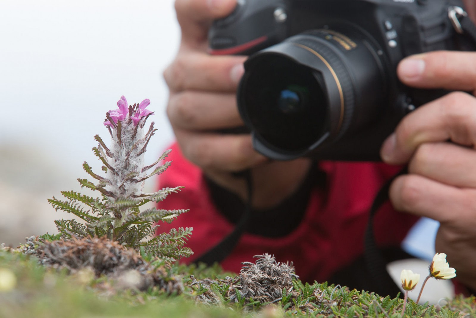 Photographing a Spitsbergen flower, Wolly Lousewort | Liefdefjord, Spitsbergen