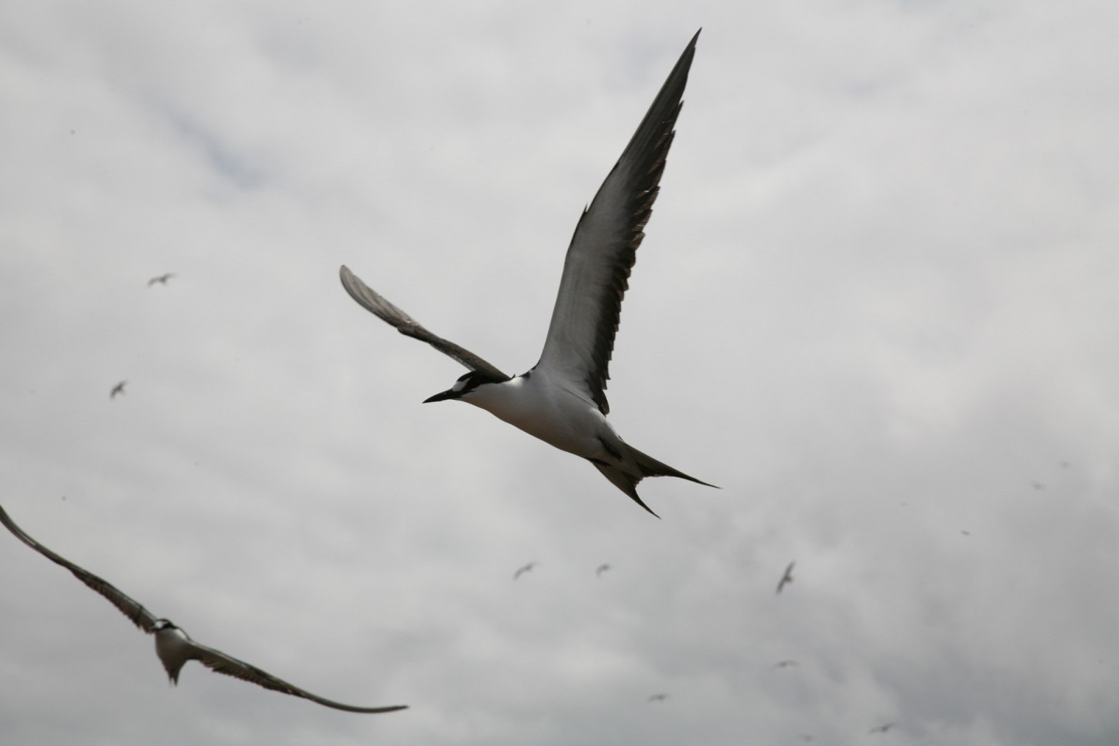 Sooty Terns on Ascension