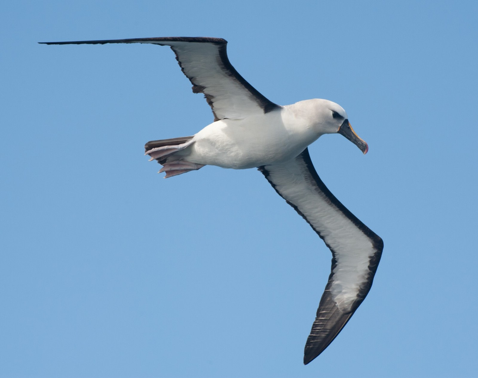 Albatrosse der Nightingale Island