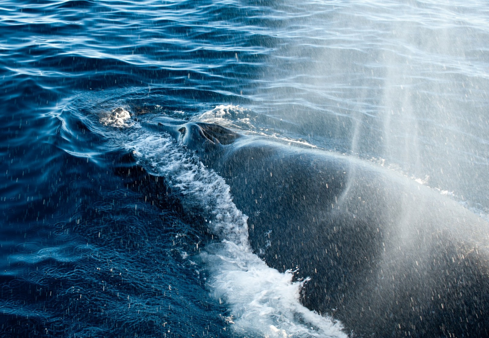 Safari de ballenas