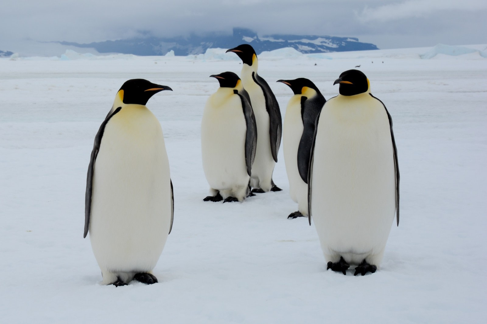 Weddell Sea Emperor Penguins