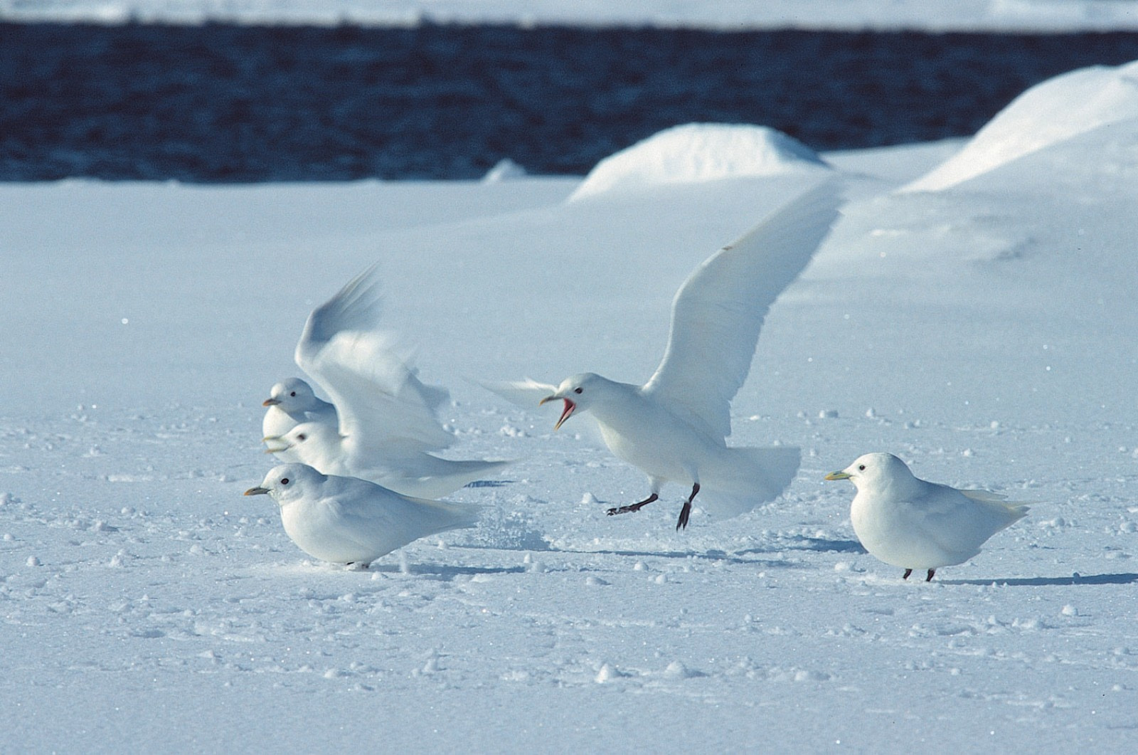 Gaviota marfil