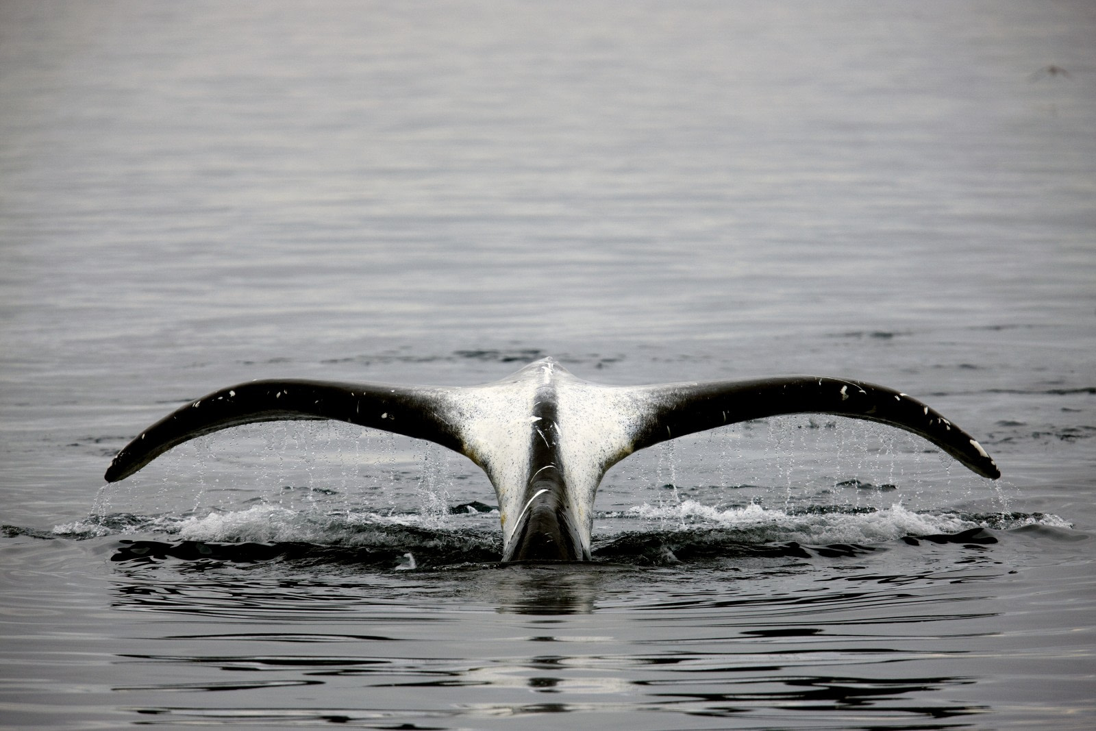 Groenlandse walvis