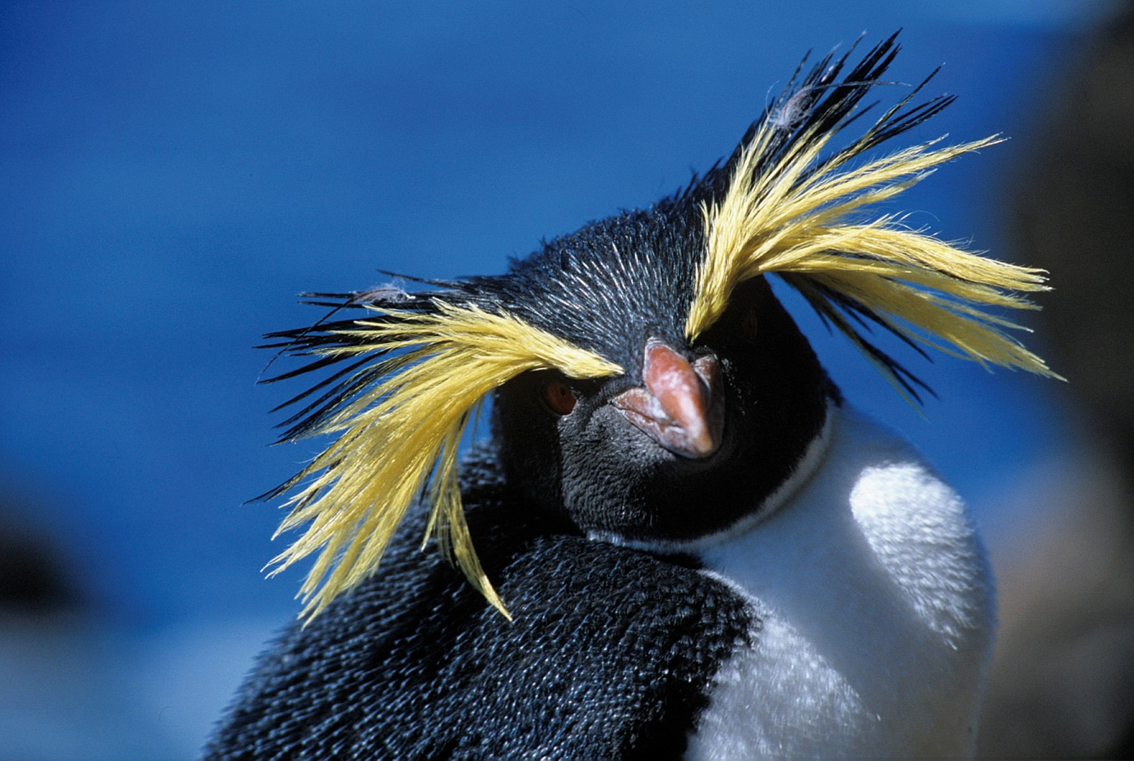 Pingüino de penacho amarillo