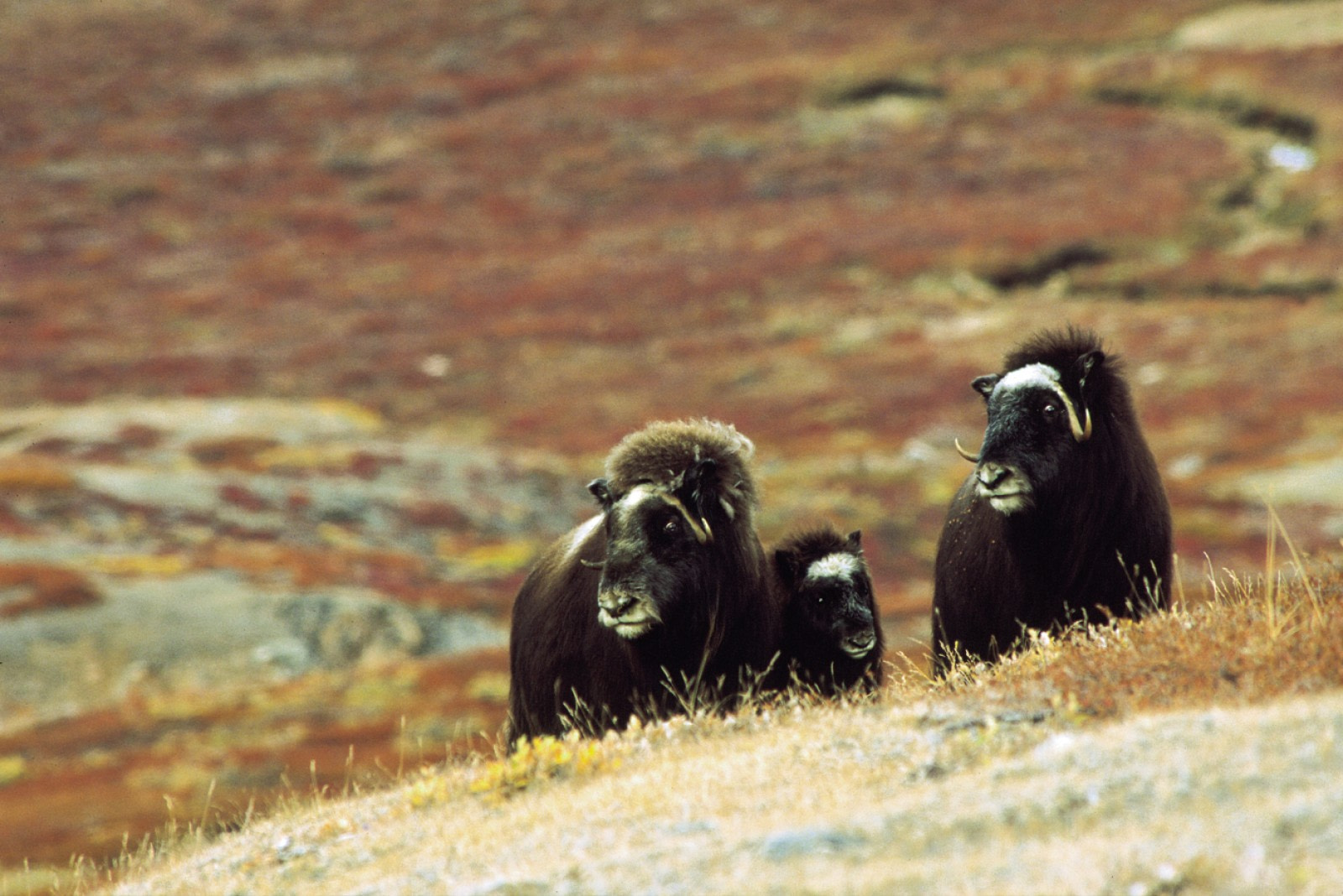 Musk Oxen of Scoresby Sund, East Greenland