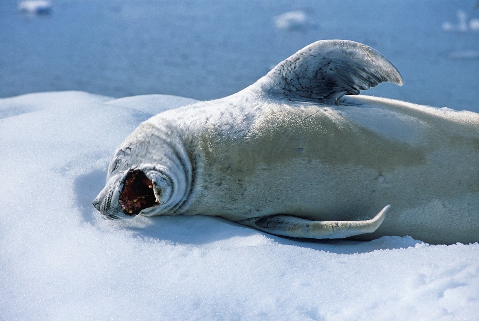 Crabeater Seal