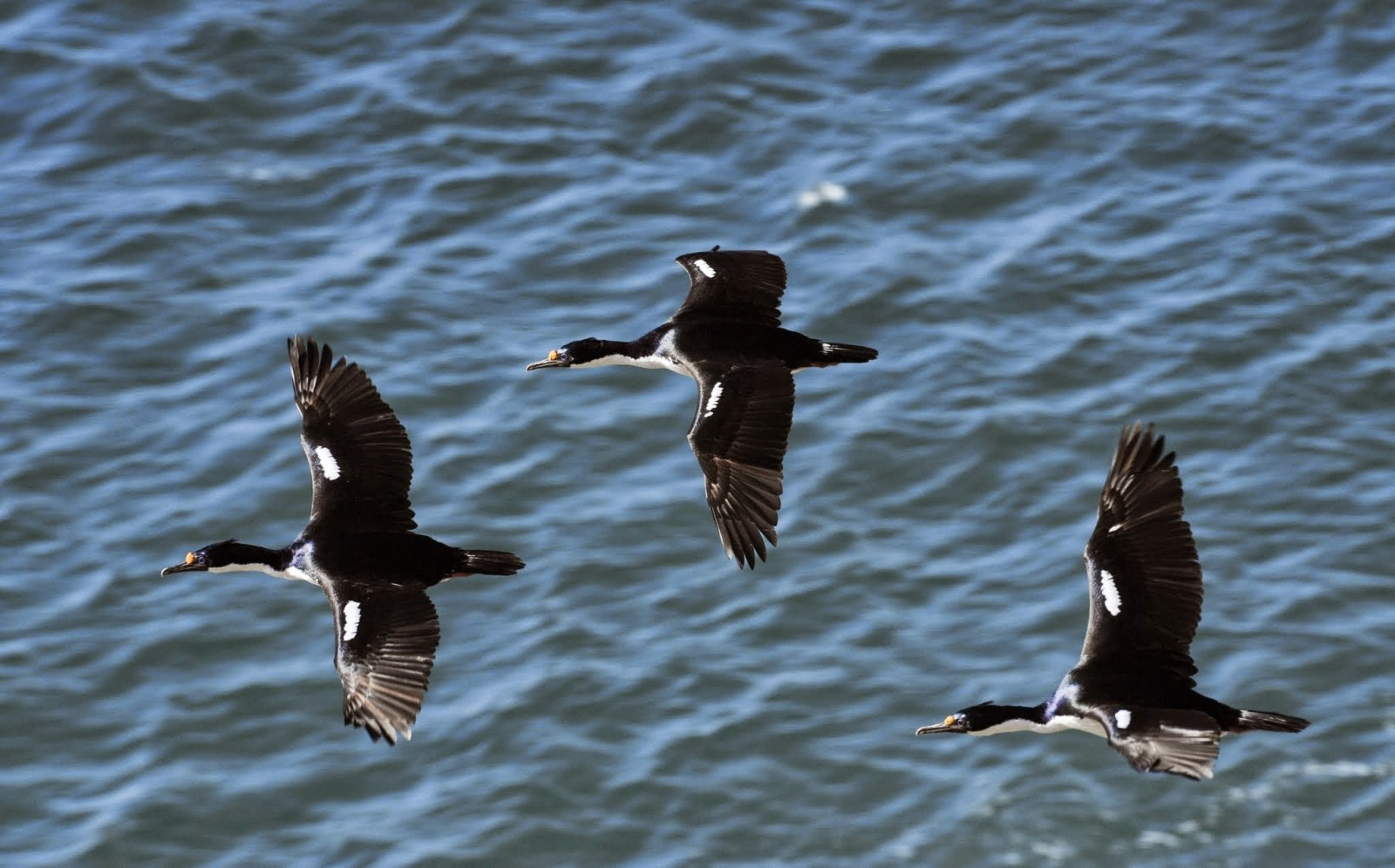 Cormorant