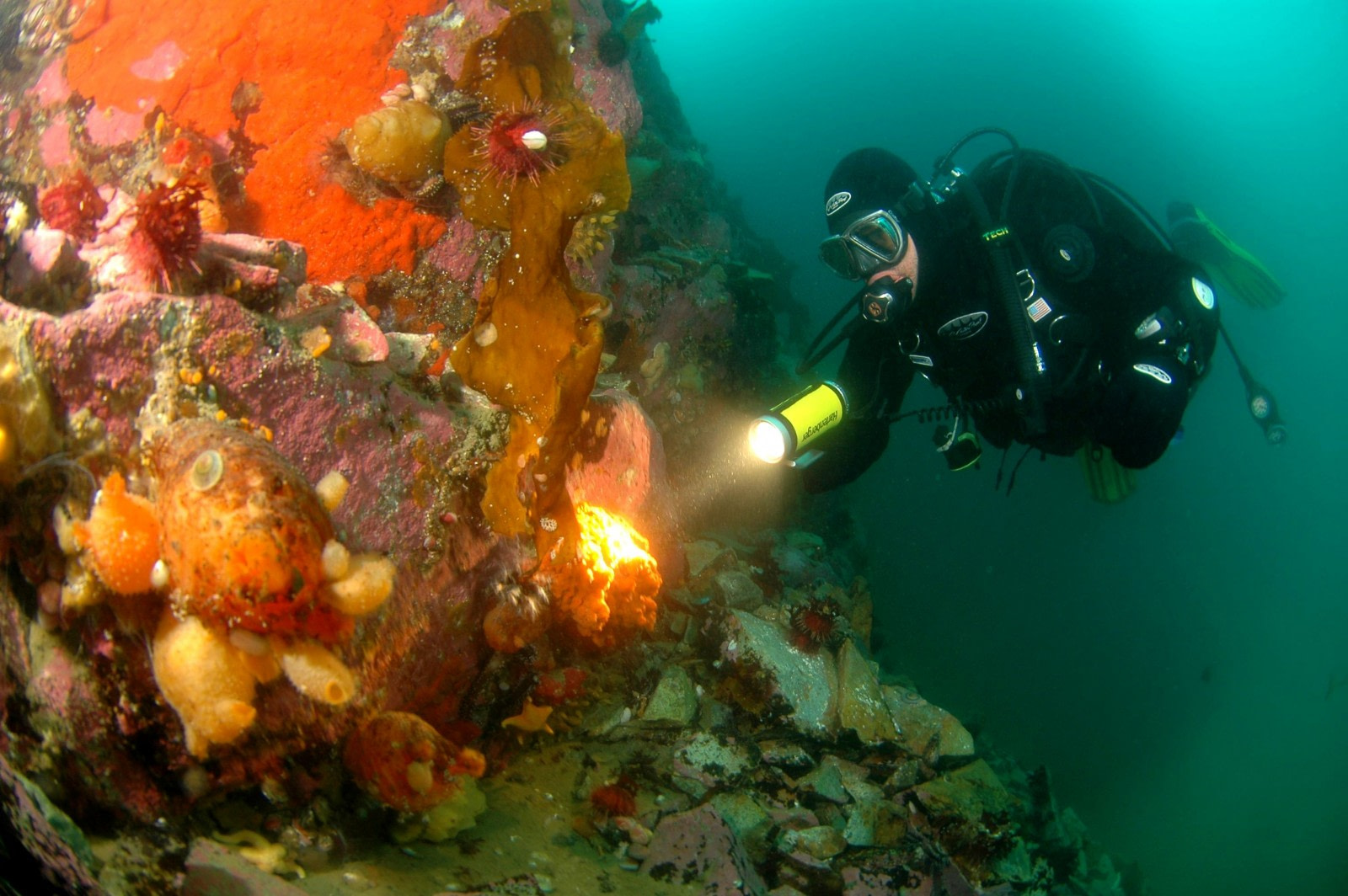 Diving in Antarctic waters