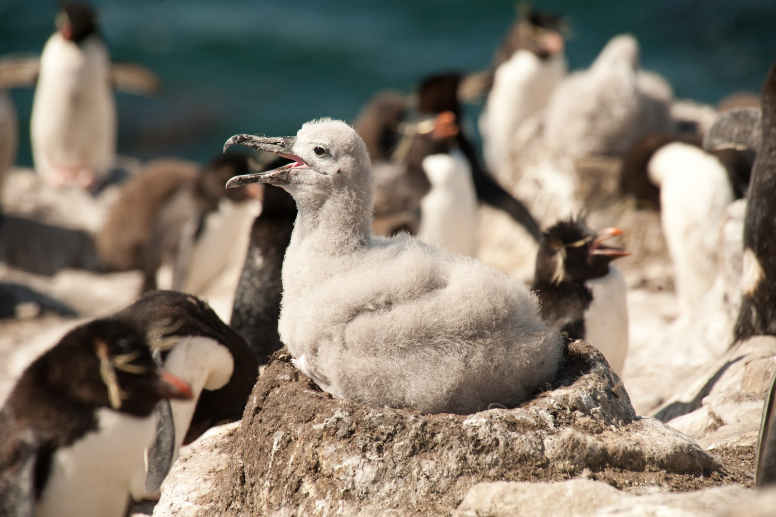 Rockhopper & Black-browed Albatross colony, Falkland Islands