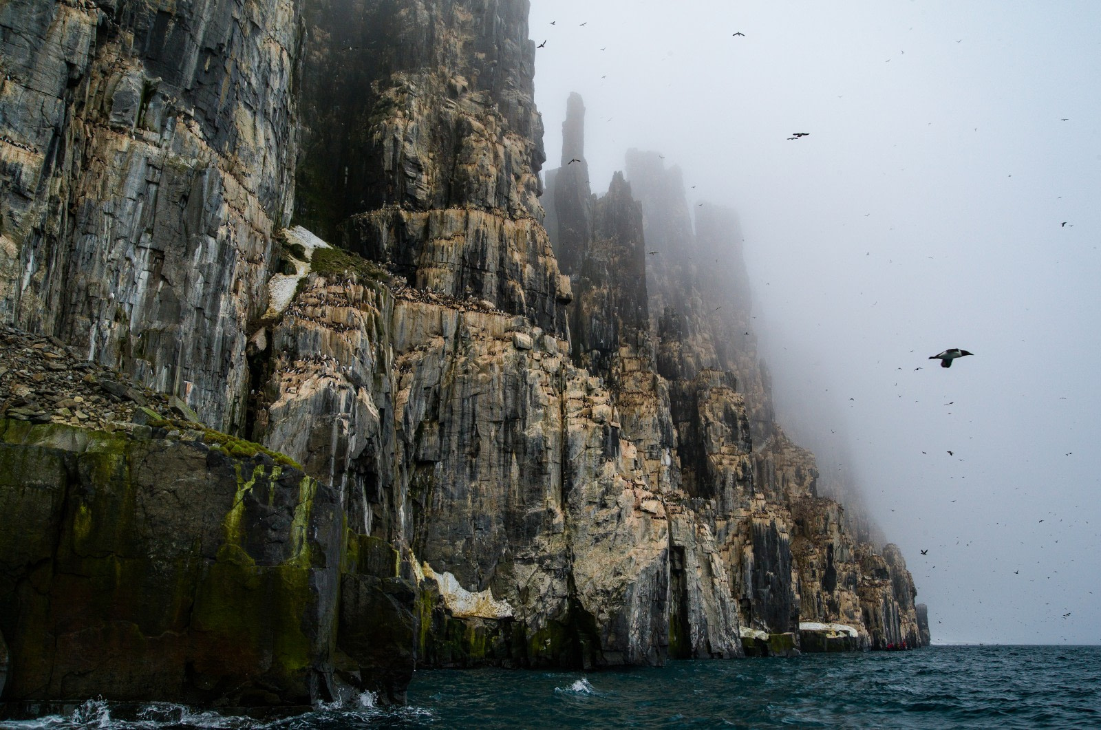 The Bird Cliffs of Alkefjellet