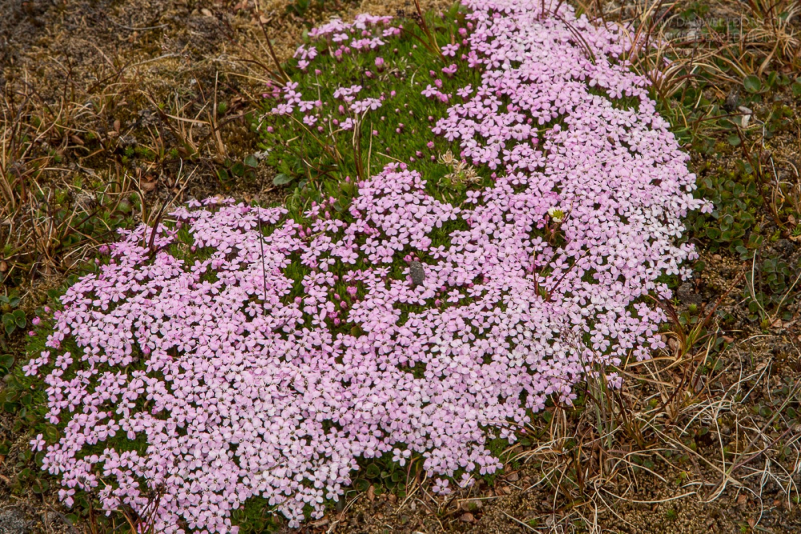 arctic tundra shrubs