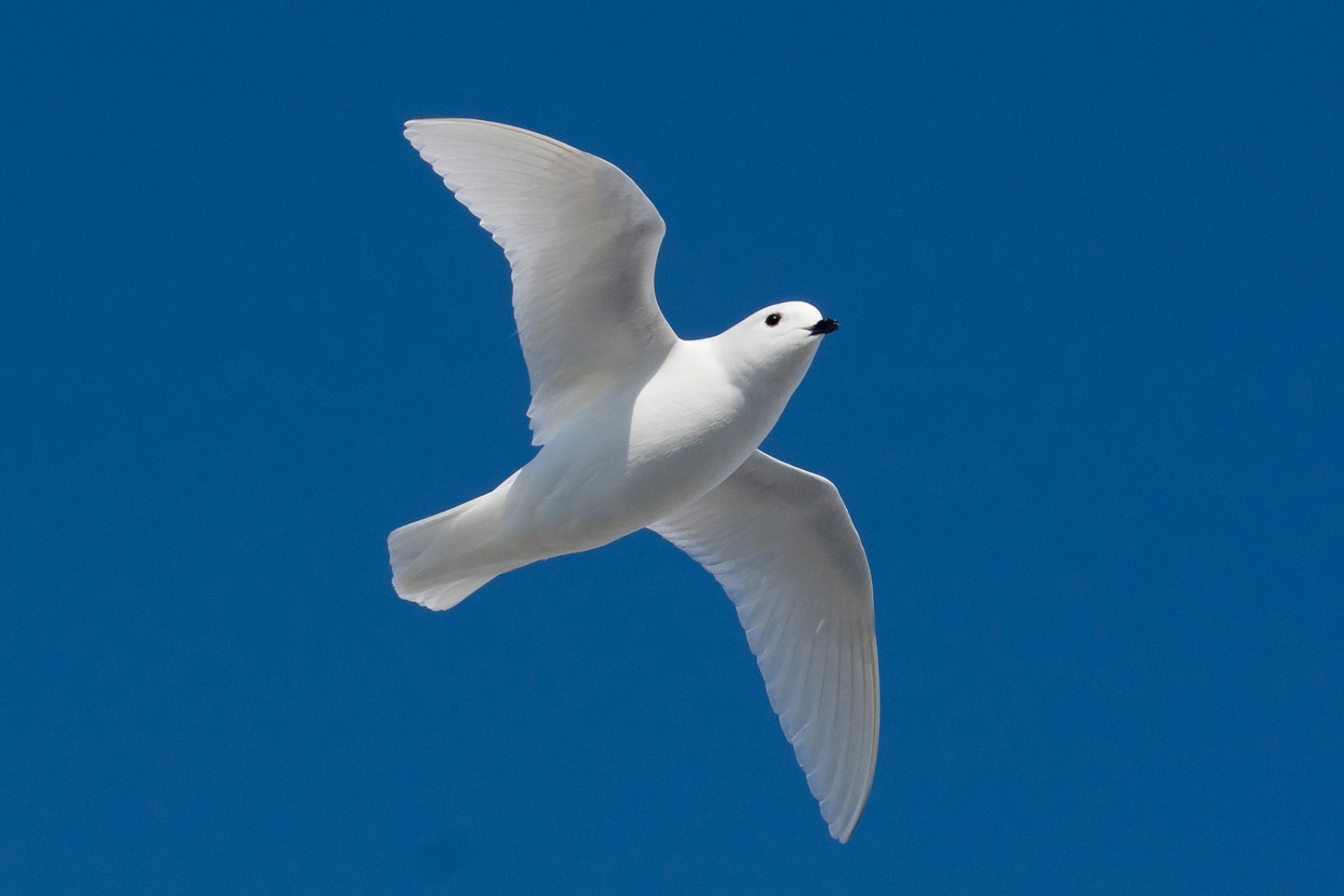 Petrel de las nieves