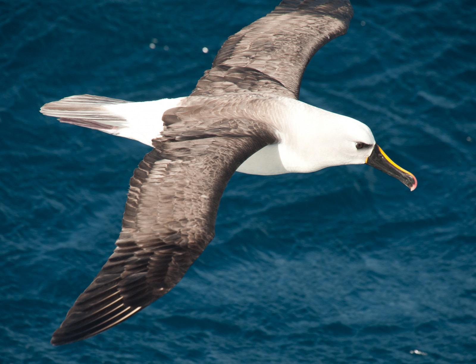 Albatros pico fino del Atlántico