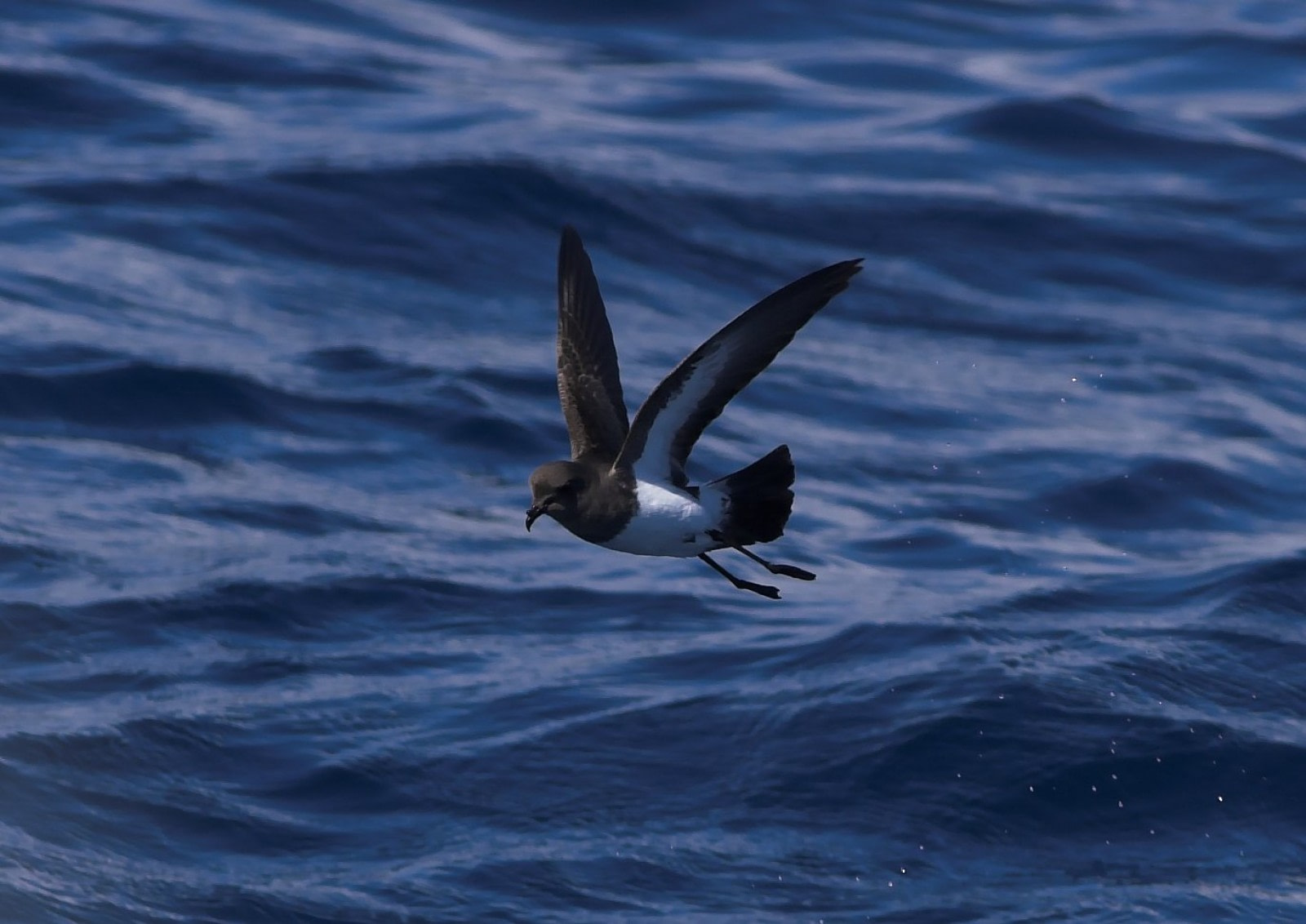 Paíño o Petrel de las tormentas