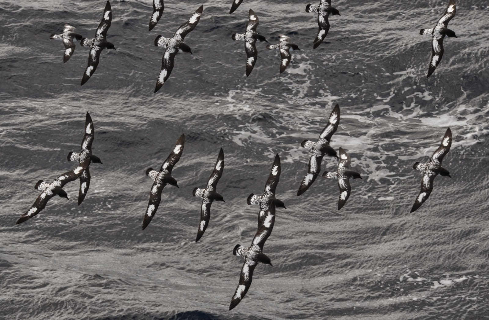 Cape Petrel