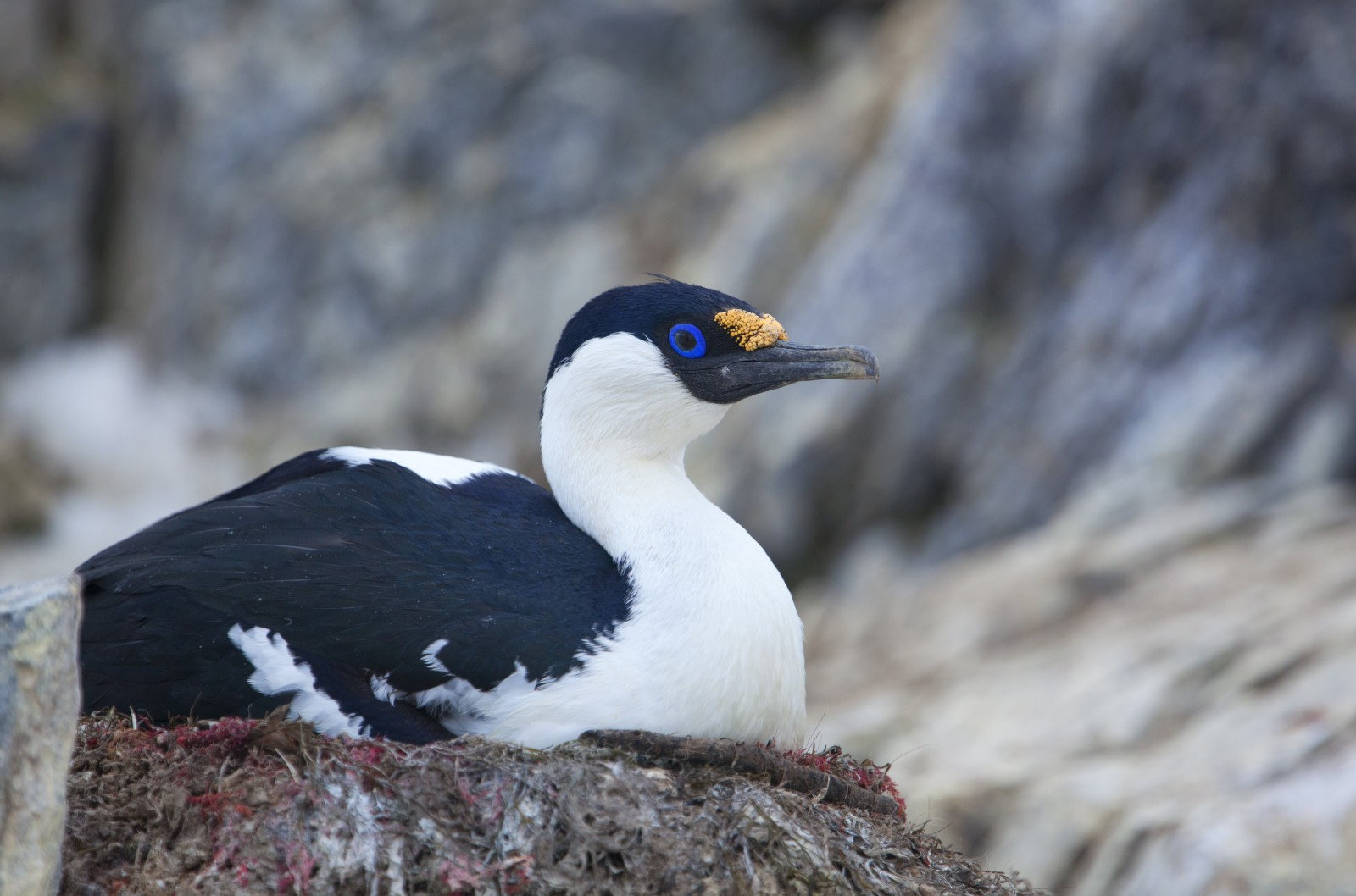 Cormorán de Ojos Azules