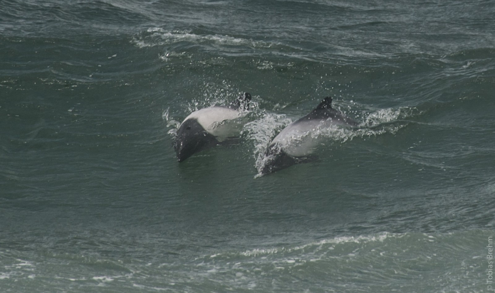 Commerson’s Dolphin