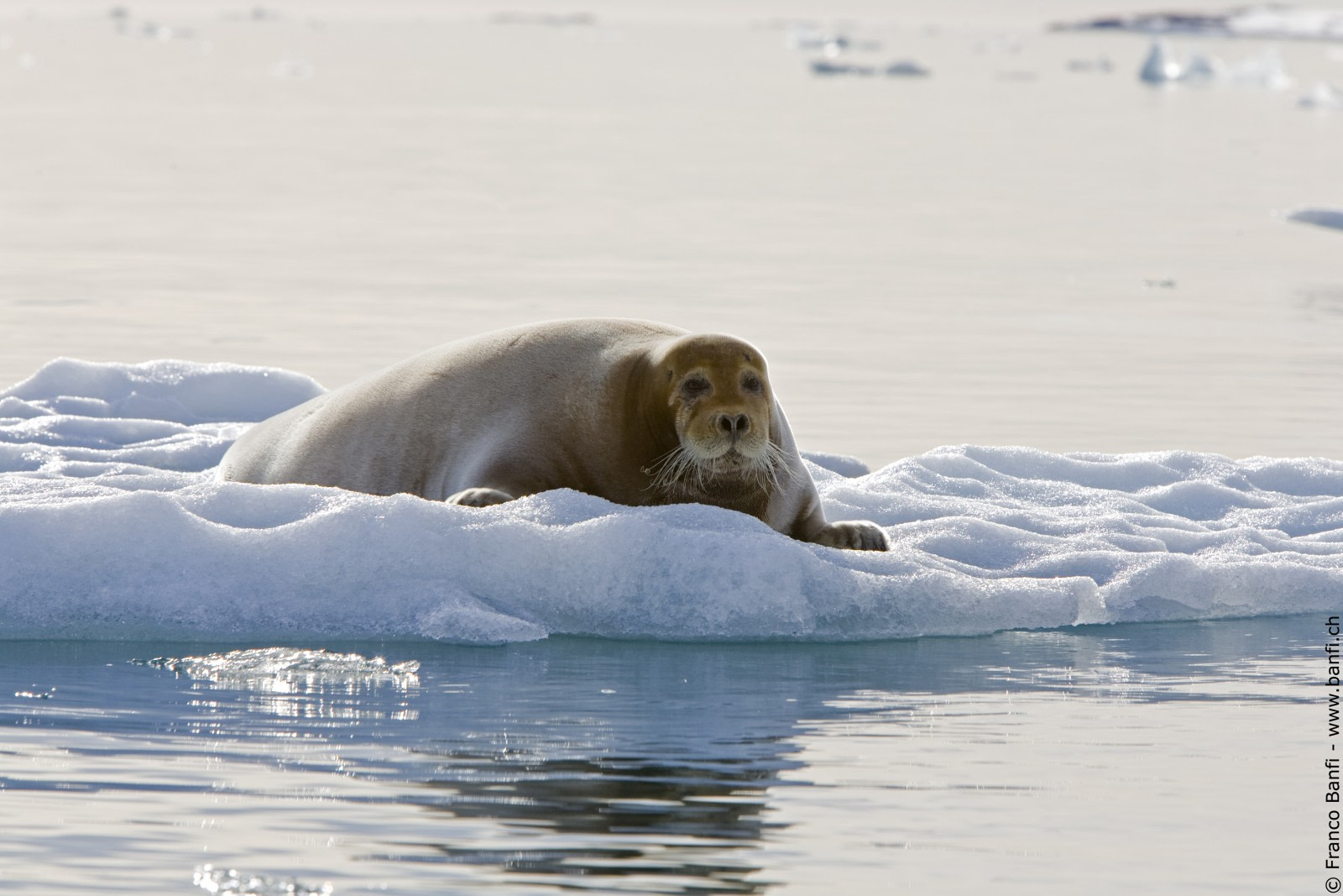 Bearded Seal, Spitsbergen © Franco Banfi - Oceanwide Expeditions