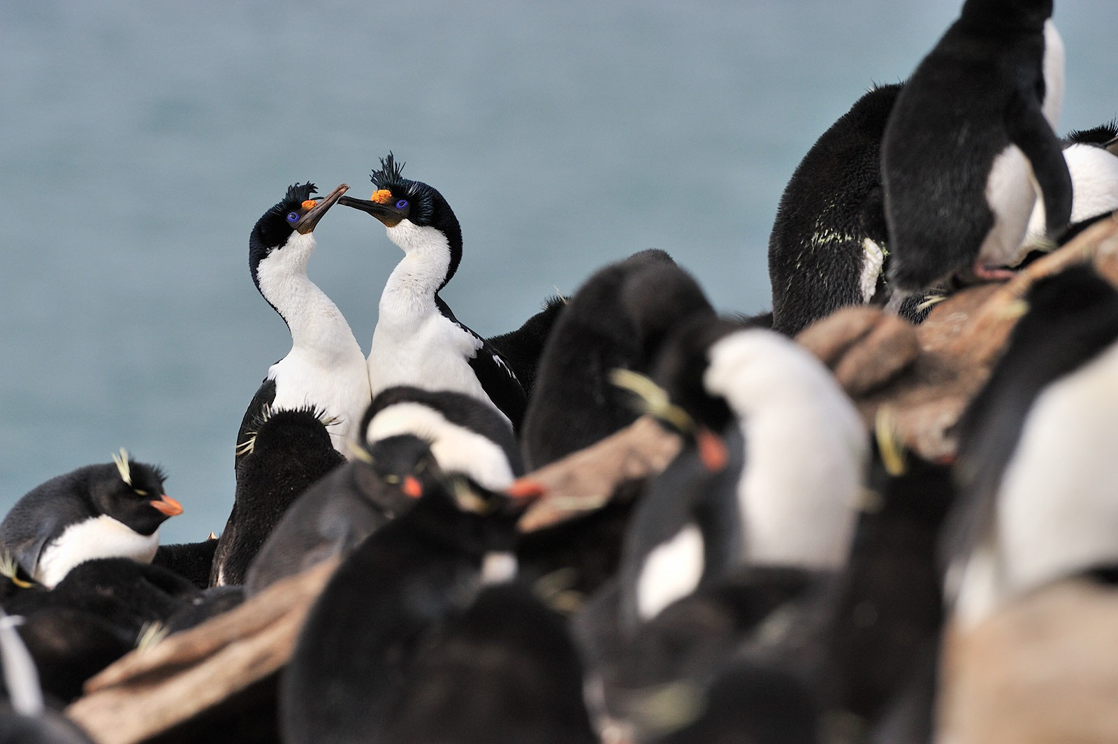Rockhopper, Blue-eyed Shag, Saunders, Falkland Isl, Nov © Martin van Lokven-Oceanwide Expeditions.jpg