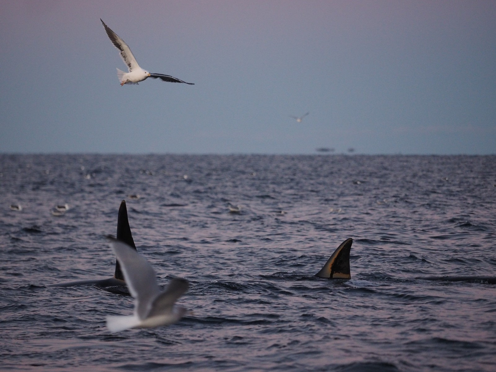 Orca, North Norway © Christian Engelke - Oceanwide Expeditions.jpg