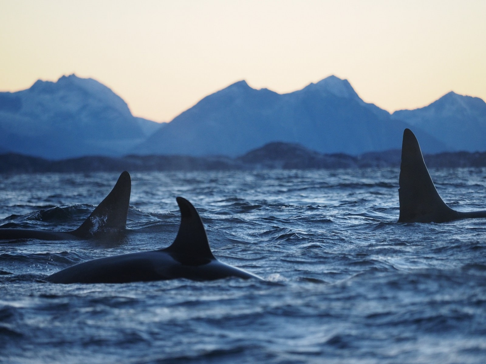 Orca, North Norway © Christian Engelke - Oceanwide Expeditions.jpg