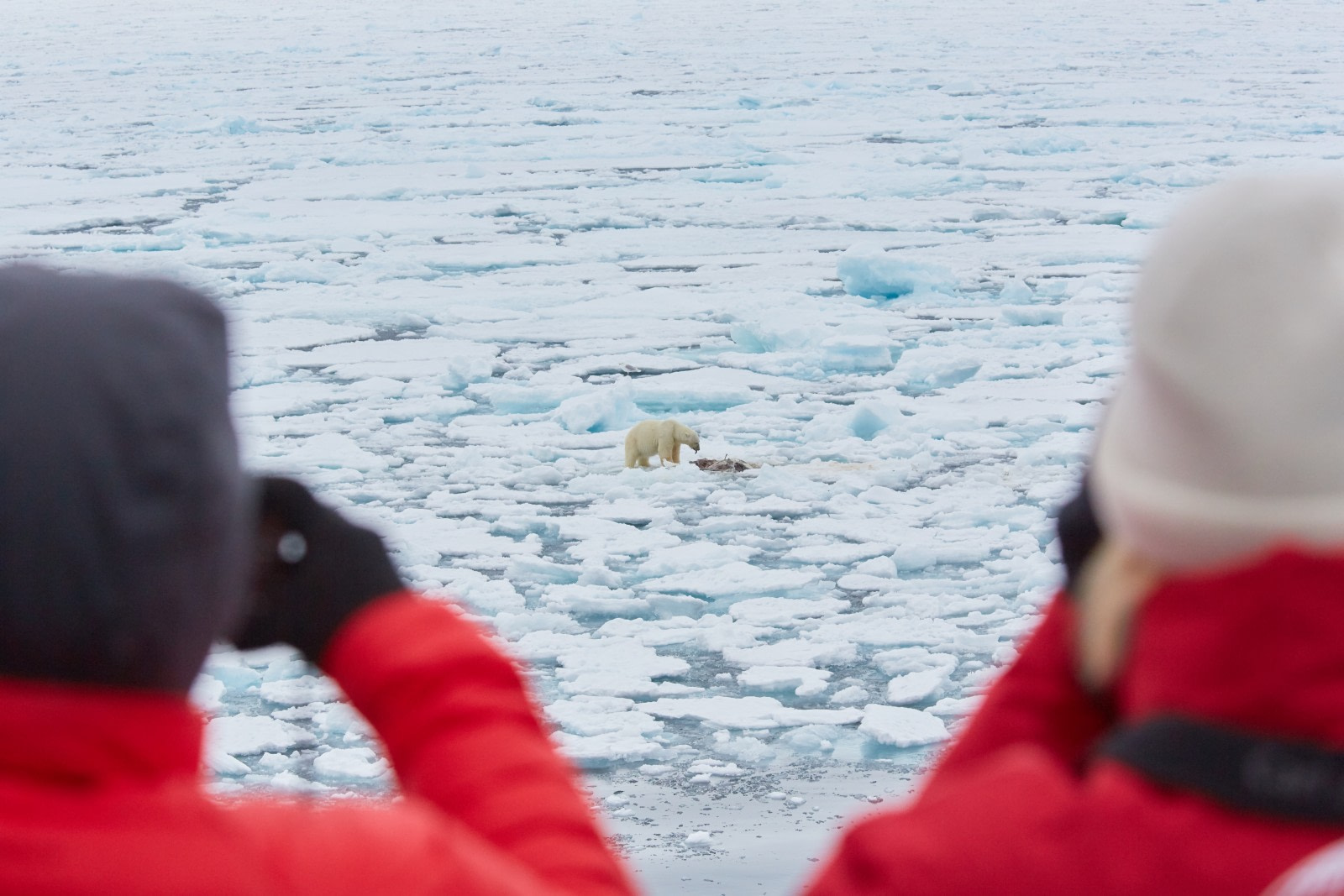 North Spitsbergen Polar Bear Special, June © Markus Eichenberger-Oceanwide Expeditions (31) (1).jpg