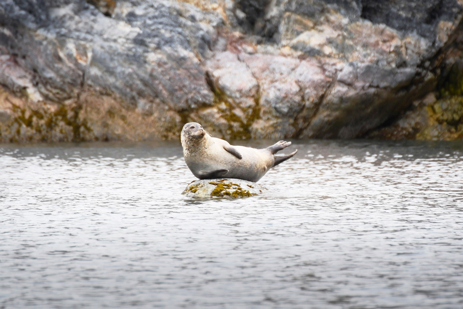 Harbor Seal