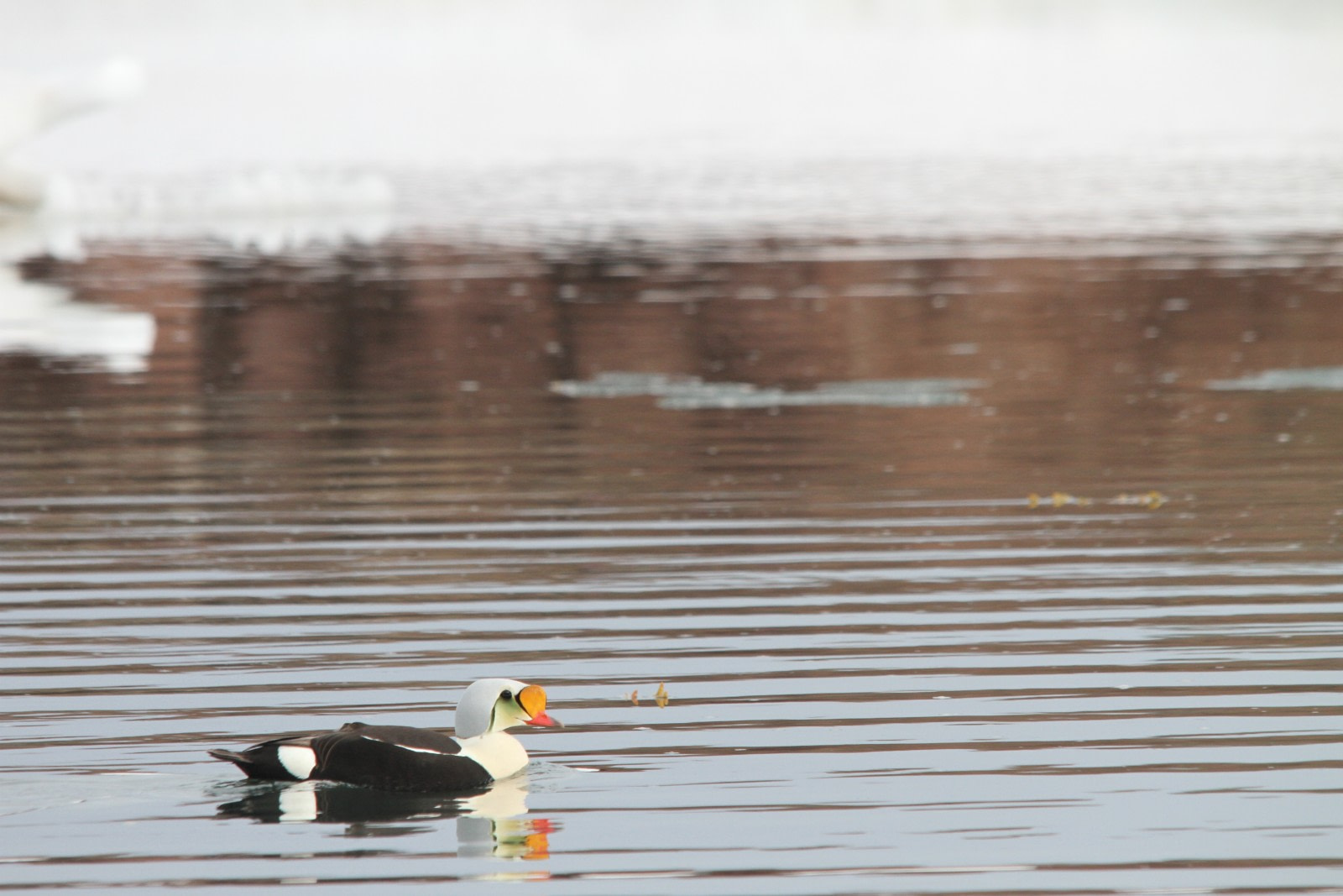King eider duck, Spitsbergen