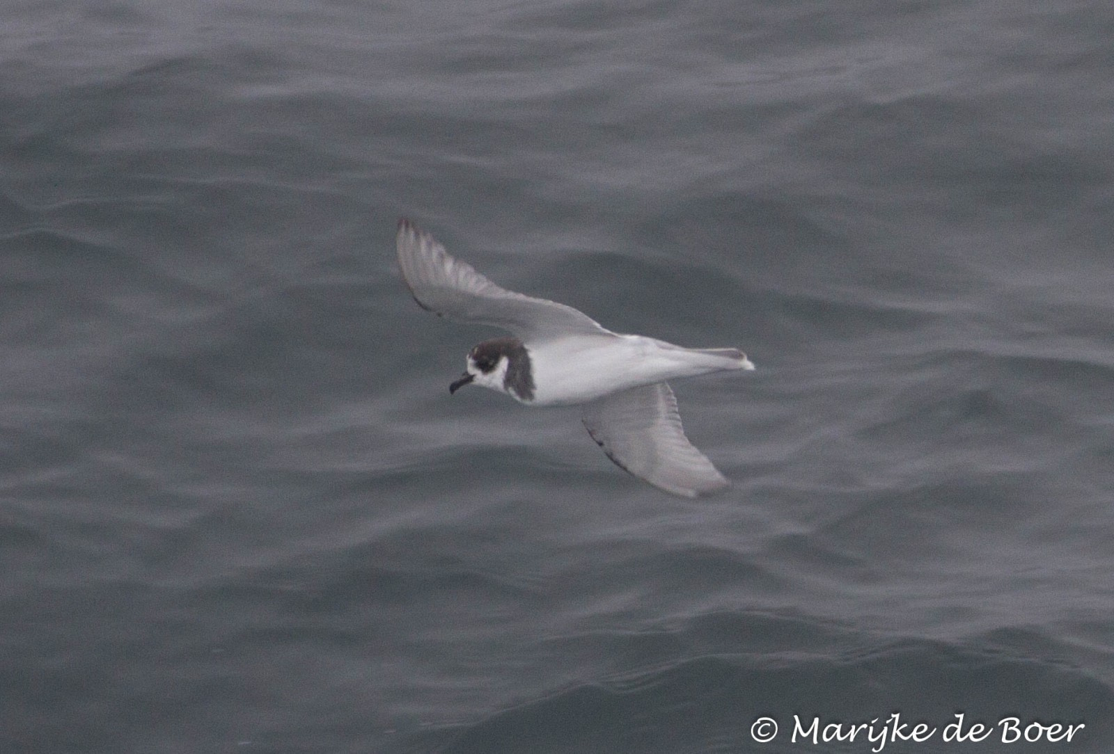 Petrel azulado