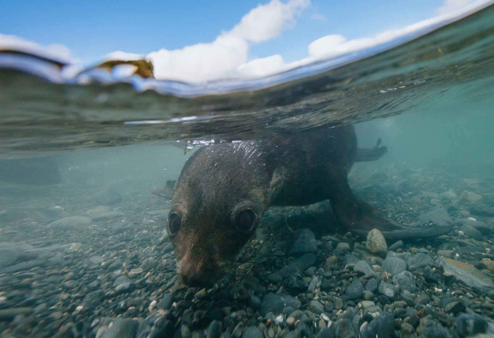 Lobo marino de dos pelos antártico